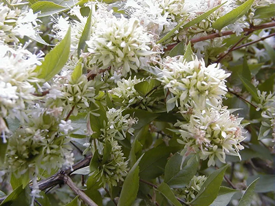 a Chinese abelia