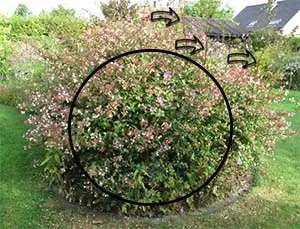 the Abelia pruning guide