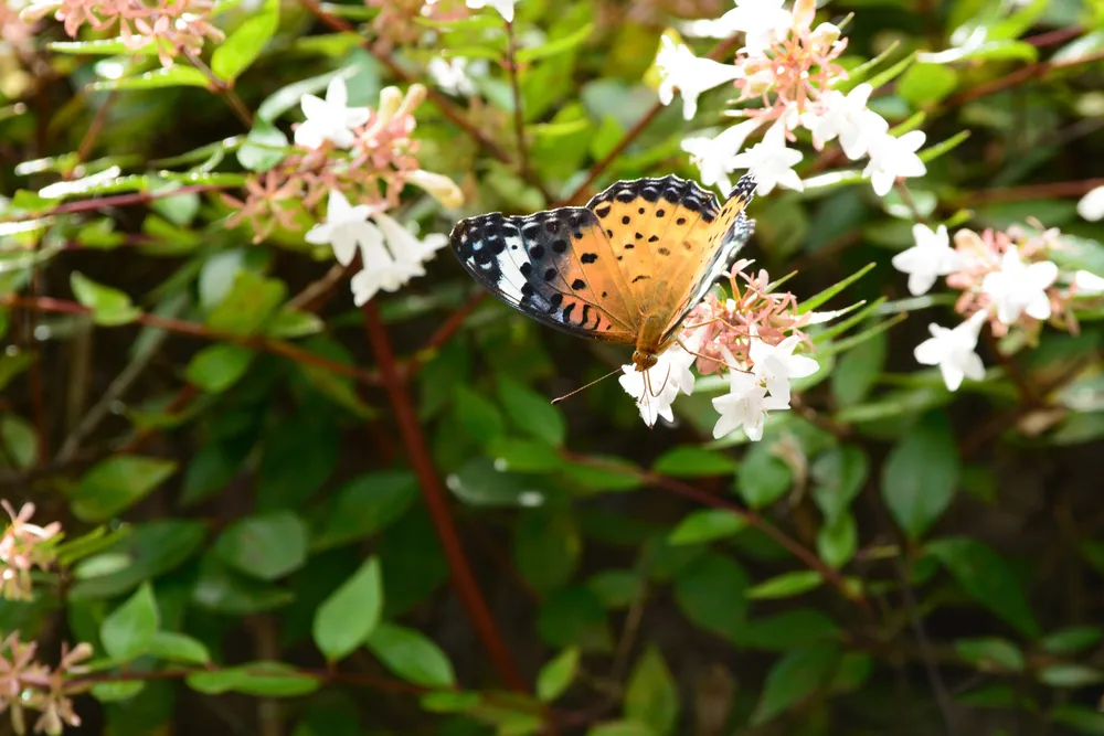 Indian fritillary and Abelia