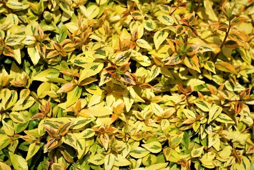 Kaleidoscope Abelia leaves on the sunny day background texture, Springtime in GA USA