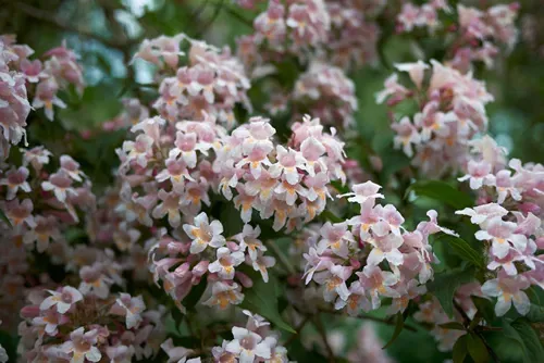 pink and orange flowers of Linnaea amabilis shrub