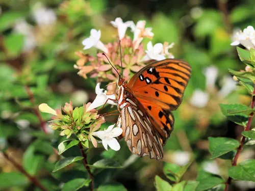 Gulf Fritillary Butterfly - Close up photograph of a Gulf Fritillary butterfly on the flowers of an Abelia bush. Selective focus on the butterfly.