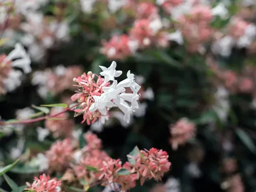 a Chinese abelia