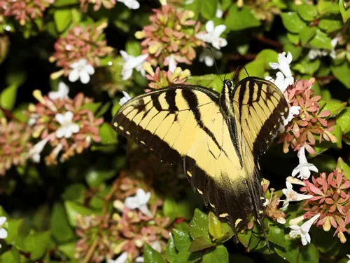 Tiger Swallowtail Butterfly - Close up photograph of a Tiger Swallowtail butterfly on an Abelia bush. Selective focus on the butterfly.