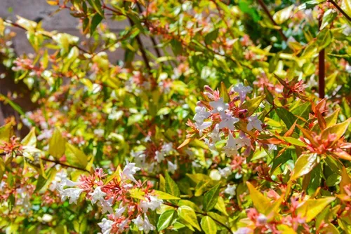 Abelia grandiflora Kaleidoscope (Glossy Abelia) is blooming.