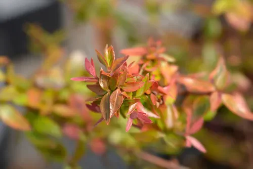 Abelia Kaleidoscope leaves - Latin name - Abelia x grandiflora Kaleidoscope