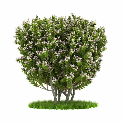 3D rendering Bonsai Linnaea grandiflora or Abelia grandiflora shrub with alpha channel