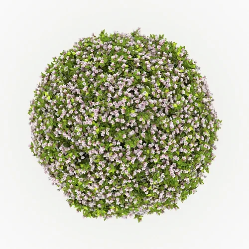 3D rendering Bonsai Linnaea grandiflora or Abelia grandiflora shrub with alpha channel