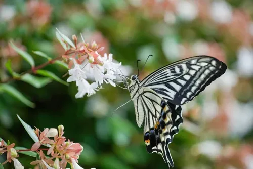 swallowtail butterfly (Agehacho) is sucking Abelia's nectar