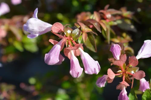 Glossy abelia flowers - Latin name - Abelia x grandiflora