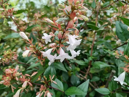 Cluster of trumpet shaped, pale pink flowers and glossy, dark green leaves of Abelia x grandiflora