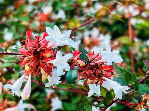 Bright flower colours are a lure for insects to pollinate in the spring.