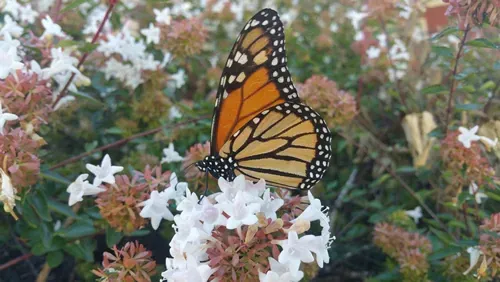 monarch butterfly resting on Abelia blossom