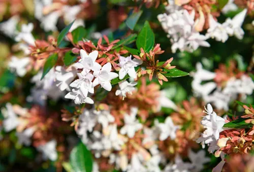 Abelia x grandiflora flower