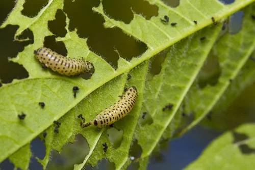 Pyrrhalta viburni on damage leaf of viburnum