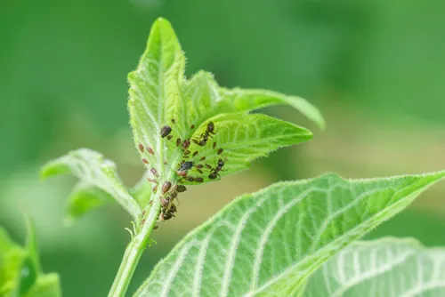 Young shoot of viburnum ordinary (lat. Viburnum opulus), damaged aphids (lat. Aphidoidea) and ant (lat. Formicidae). Garden pests