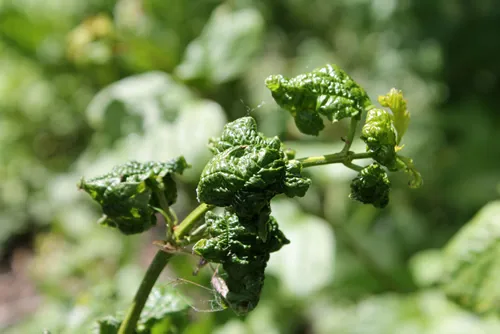 Viburnum leaves damaged by Viburnum aphid (Aphis viburni) colonies