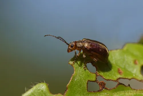 A viburnum leaf beetle (Pyrrhalta viburni) likes our laurustinus (Viburnum tinus). Family Chrysomelidae. Photo: Bergen, Netherlands, August 31, 2019.