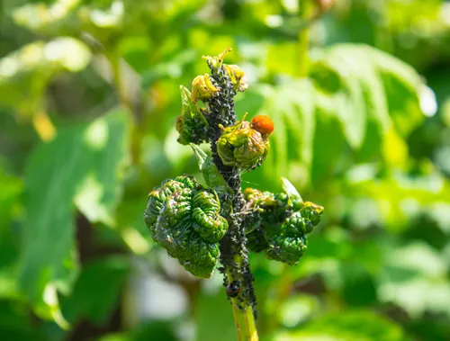 Viburnum leaves damaged by aphid (Aphis viburni) colonies, red ladybug (Coccinellidae) cleaning . Viburnum ordinary young leaves twisted with invasion of black aphids. Selective shallow focus, blur
