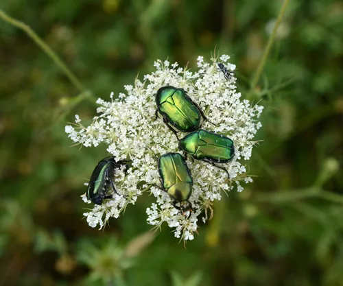 Rose Chafer (Cetonia Aurata) or metallic beetle eats pollen on white flowers Leatherleaf Viburnum rhytidophyllum Alleghany. Close-up of Green rose chafer (family Scarabaeidae)