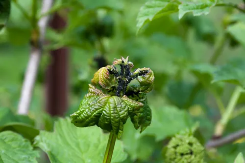 Branch of viburnum with leaves affected by black aphids in spring. Young shoots are affected by pests, which feed only on viburnum. Deformed and twisted leaves.