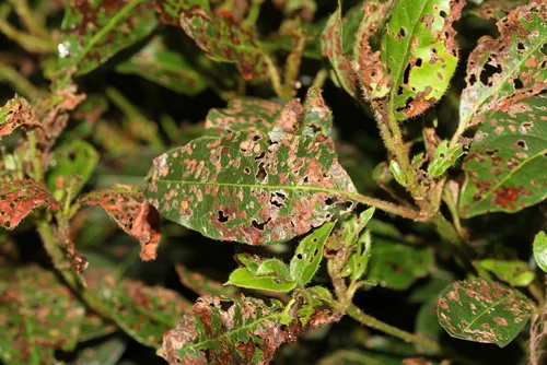 Viburnum Diseased leaves. Fungal leaf spots. Diseased plant. Garden