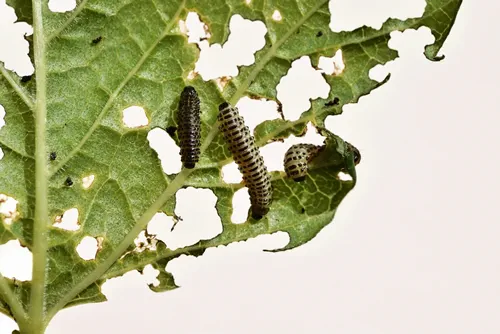 Pyrrhalta viburni - viburnum leaf beetle, plant pest. Pyrrhalta viburni larvae damage viburnum leaf, close up view
