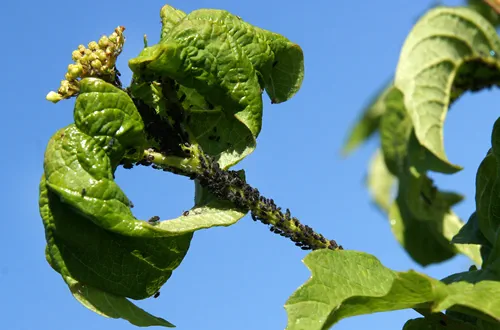 Aphids (Aphidoidea) on the leaves of viburnum