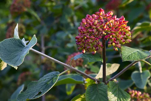 Close up of Viburnum lantana (german; Wolliger Schneeball) with fruits, summer, by Beckingen, Saarland / Germany