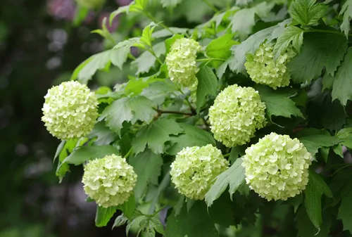 Viburnum (guelder rose) decorative flowering with green white floral balls close-up. Viburnum opulus. Adoxaceae Family