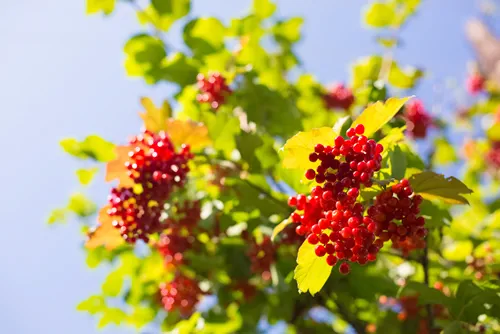 Viburnum berries and leaves of viburnum in summer. Red berries of Viburnum opulus on a bush in the sunny garden