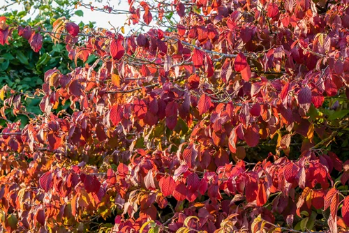 Deep red and orange Autumn leaf colour of Viburnum plicatum f. tomentosum 'Mariesii'. Foliage backlit by warm evening sun.
