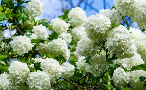 Beautiful white balls of blooming Viburnum opulus Roseum on dark green background. White Guelder Rose or Viburnum opulus Sterilis, Snowball Bush, European Snowball is a large, deciduous shrub