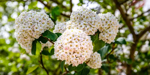 White Snowball Viburnum Carlesii Flowers, cloce up. Viburnum carlesii (Koreanspice Viburnum) plant with small white flowers. Fragrant Snowball Viburnum Korean Spice