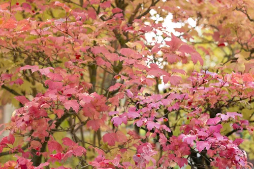 red leaves of Viburnum
