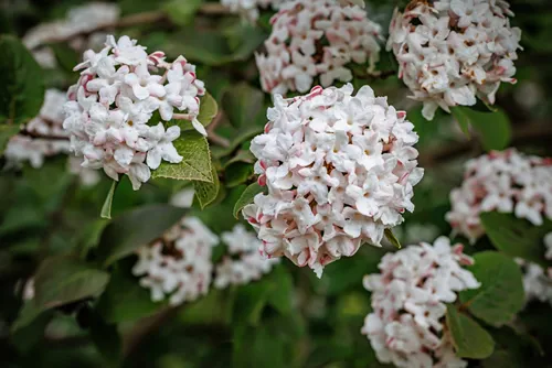 White Snow ball Viburnum Flowers, closeup. Viburnum plant with small rose white flowers. Fragrant Snowball Viburnum Korean Spice