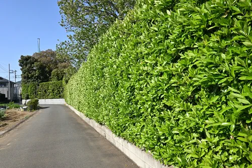 The sweet viburnum tree hedges. Viburnaceae evergreen tree. It has the effect of preventing the spread of fire and is used for fire prevention hedges.
