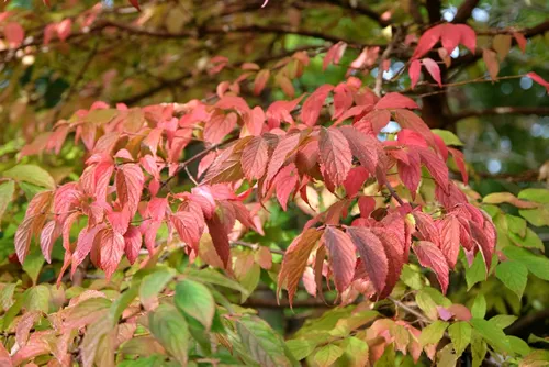The red leaves of the Viburnum plicatum, Japanese snowball bush during the autumn