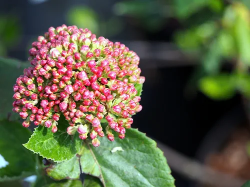 Viburnum carlcephalum - fragrant snowball