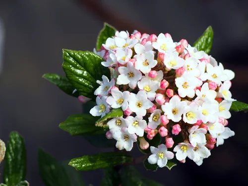 Viburnum carlcephalum - fragrant snowball