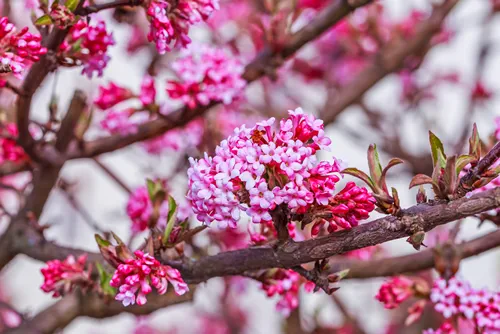 Flowers of Winter Fragrant Snowball Viburnum x bodnantense 'Dawn', blurred background. Colorful Garden Flower
