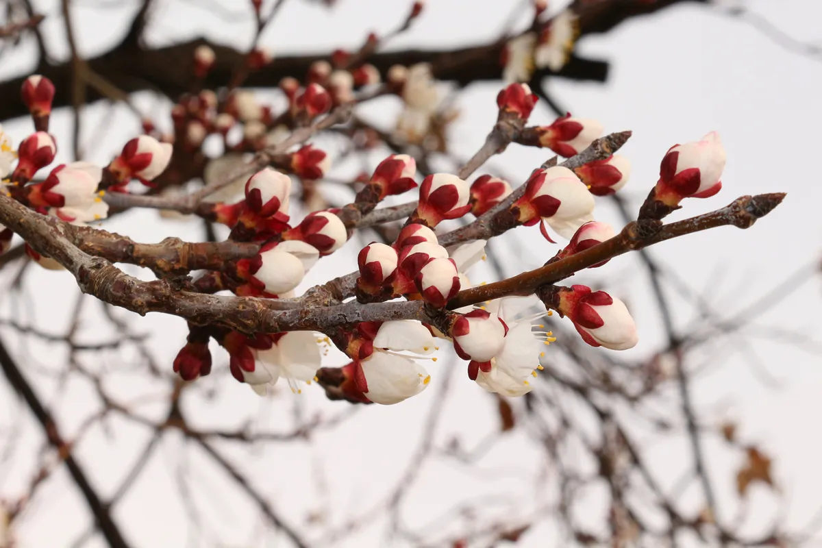The flower of the apricot tree blooming with the arrival of spring