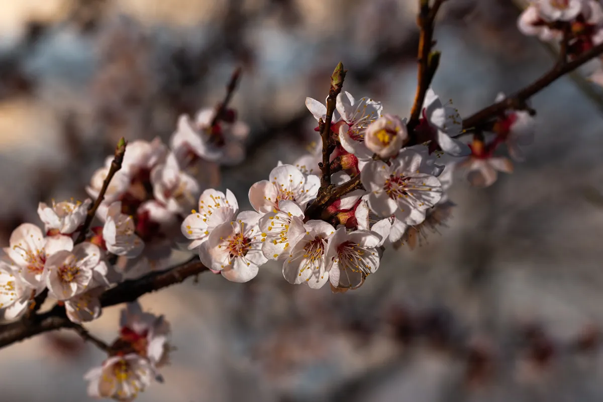 a sprig of flowering apricots in the spring season. A delicate flower of a tree. Delicate photo Wallpaper. Fragrance of apricot blossom
