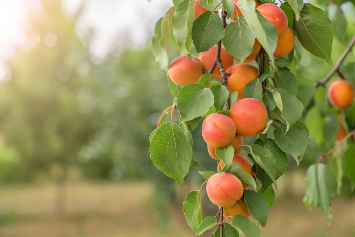 Ripe apricots. many apricot fruits on a tree in the garden in the rays of the sun on a bright summer day. Organic fruits. Healthy food.