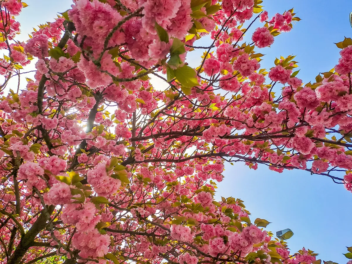 Bloom flower apricot tree. Apricot tree flowers with soft focus. Spring flowers