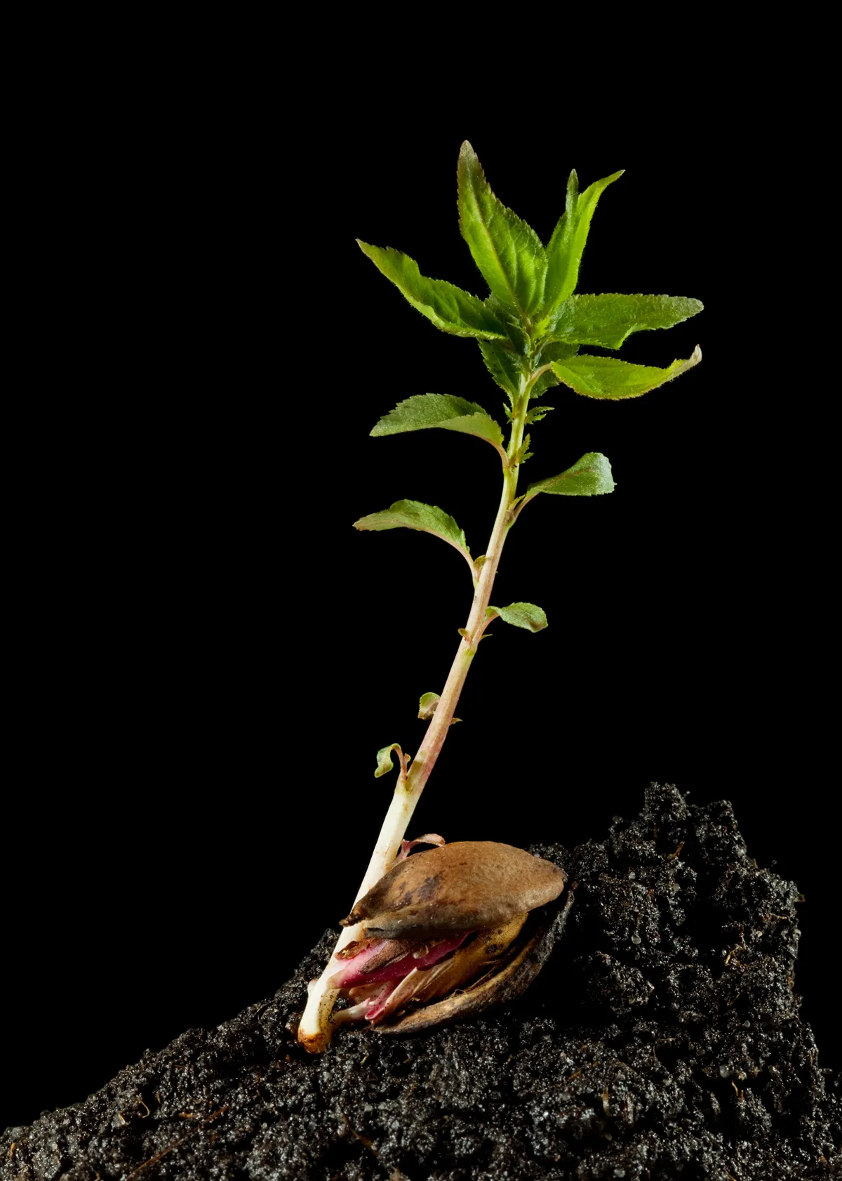 apricot stone and sprout in soil hill isolated on black background