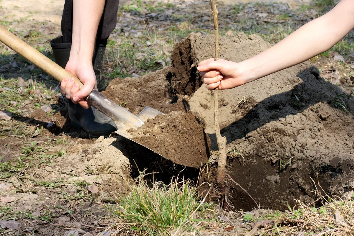 couple of gardeners are busy planting a young fruit tree sapling, in spring / working together in the garden