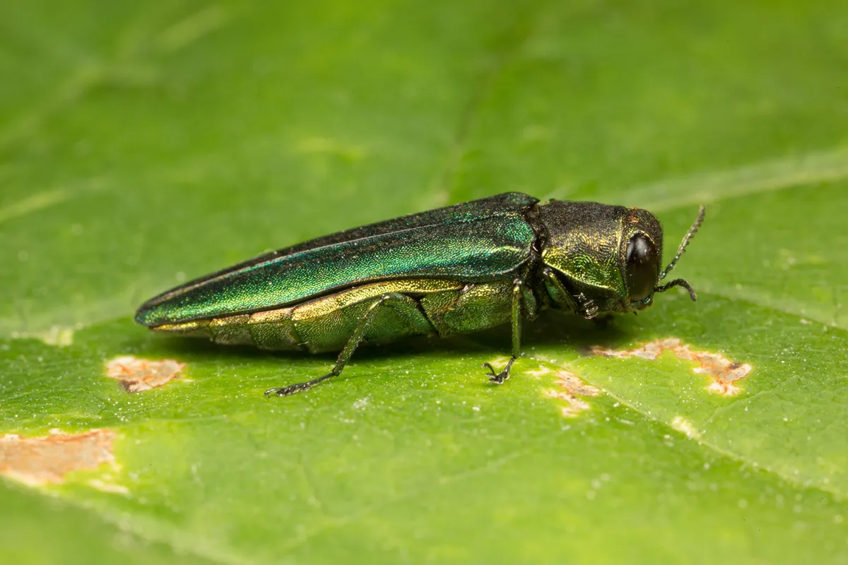 Emerald Ash Borer Side View