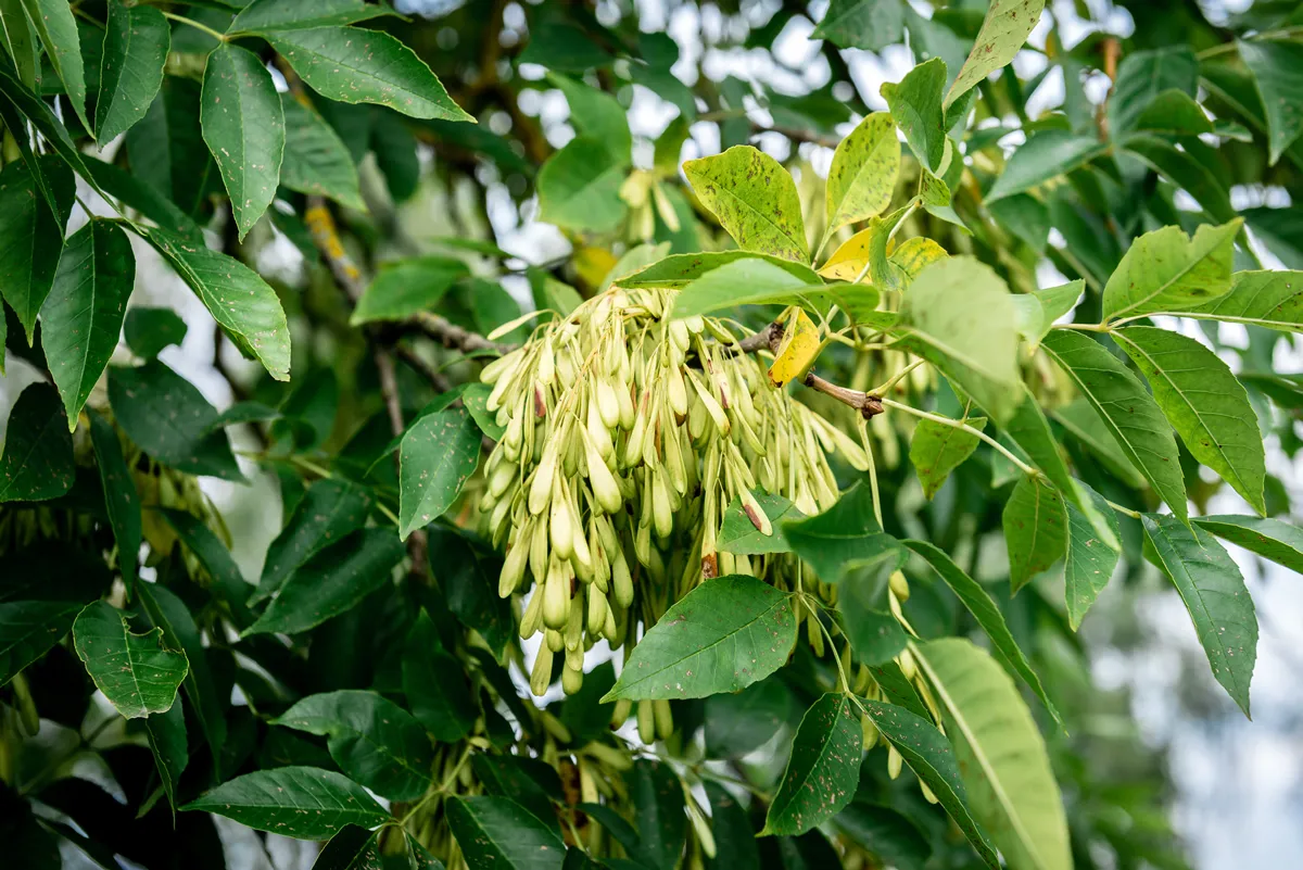 Spring ash seeds on tree brunch.