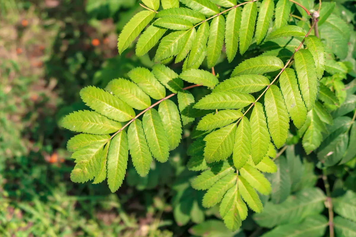 Green leaves of mountain ash close-up.